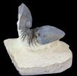 Arched Paralejurus Trilobite - Atchana, Morocco #38799-1